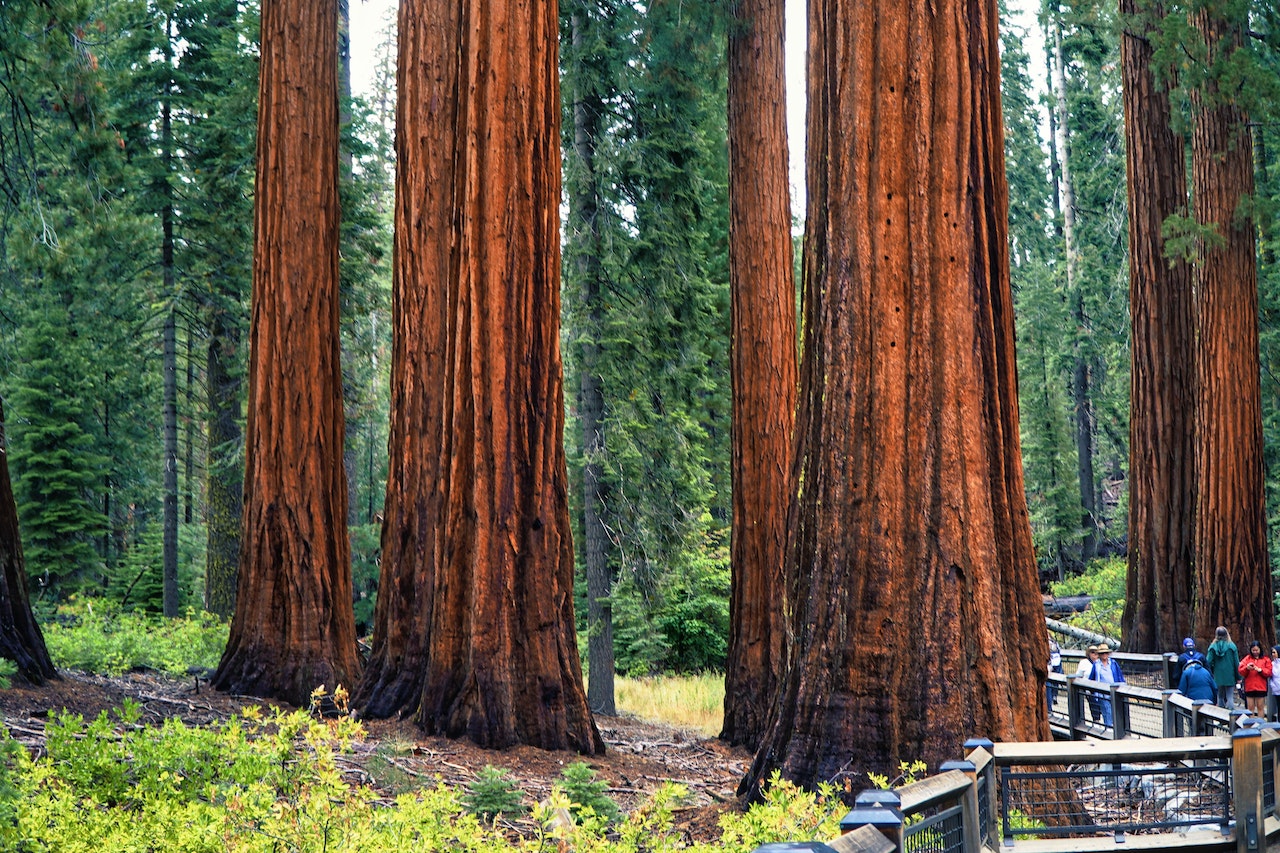best hikes in California Sequoia National Park, California