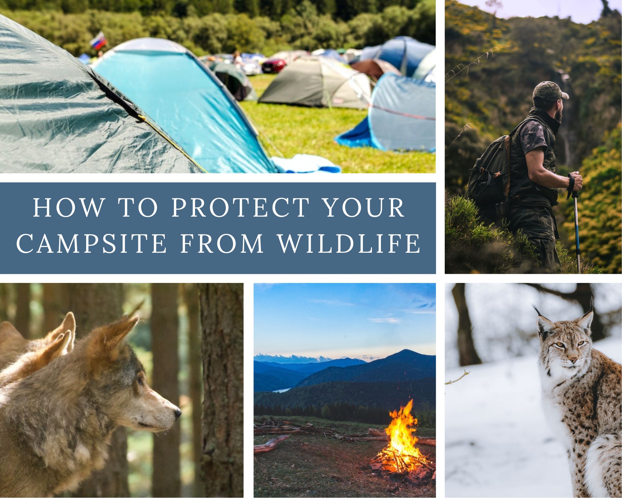 How to Protect your Campsite from Wildlife