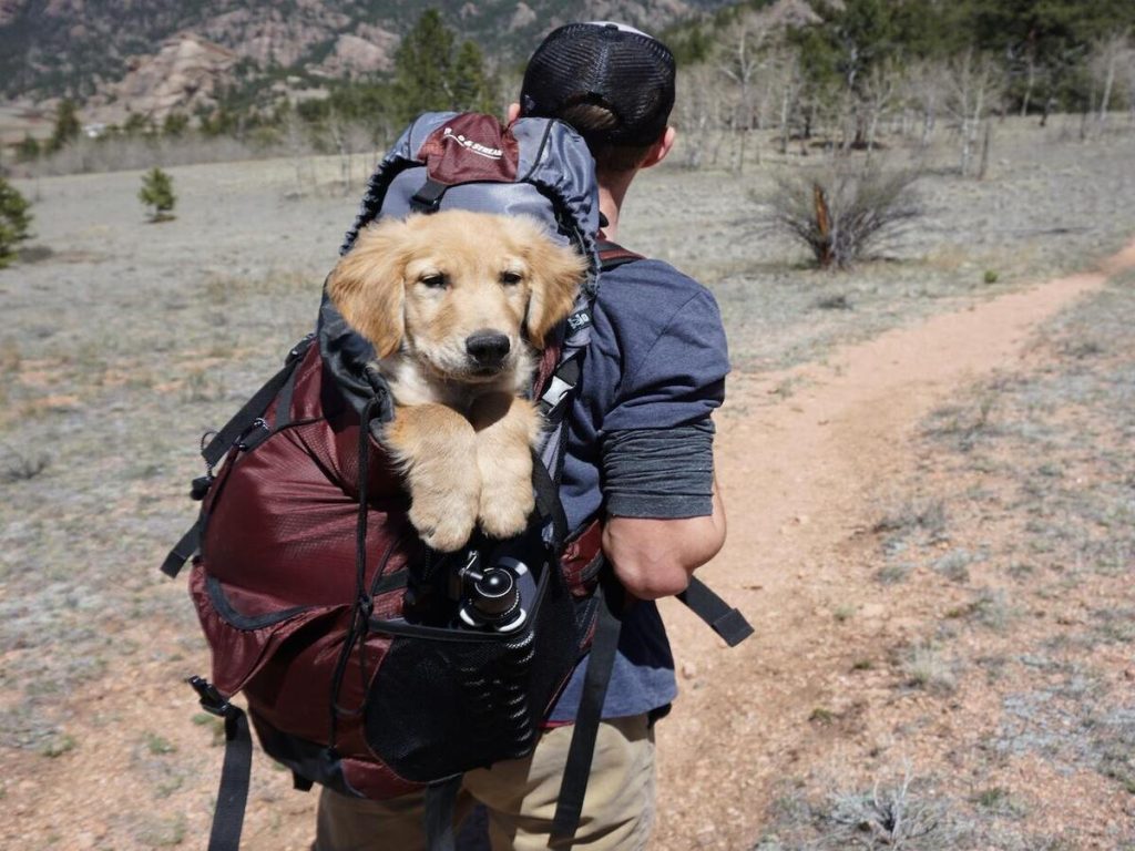 Hiking with a pet